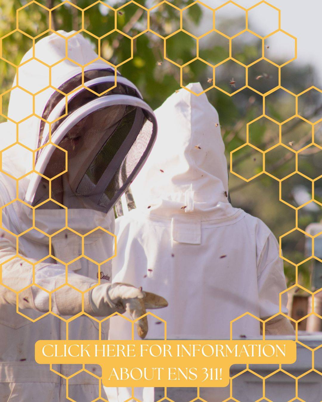 Click here for information about ENS 311